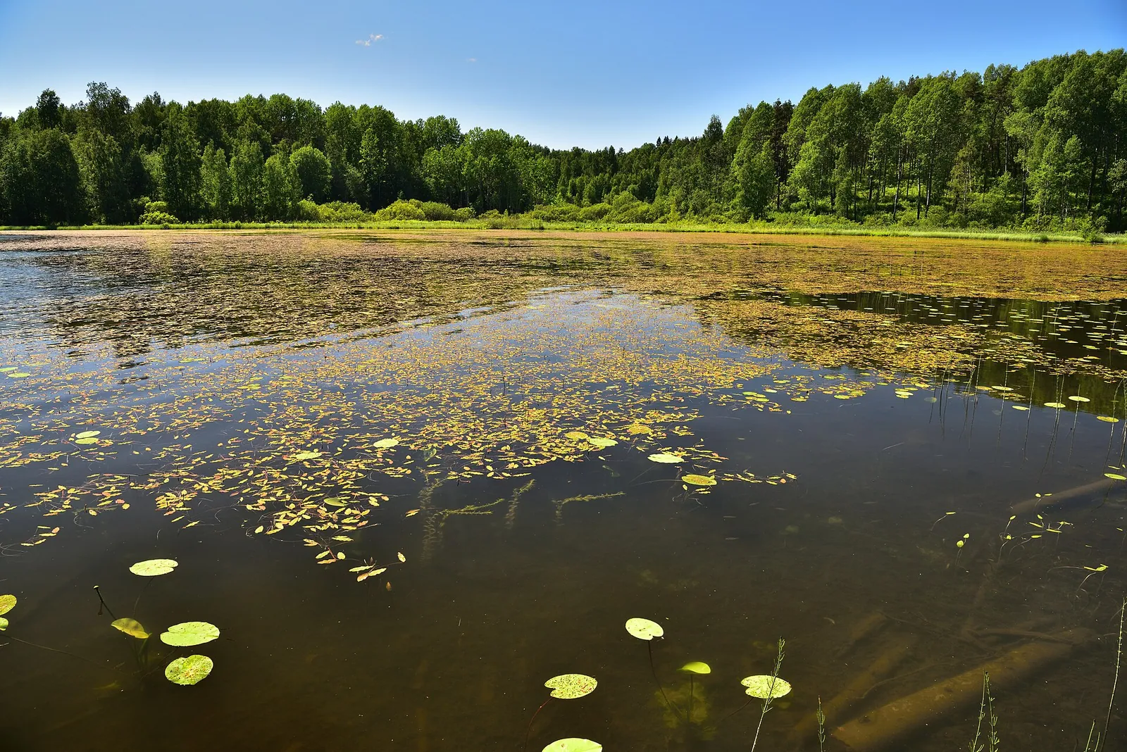 Озеро среди Ладожских шхер в Карелии
